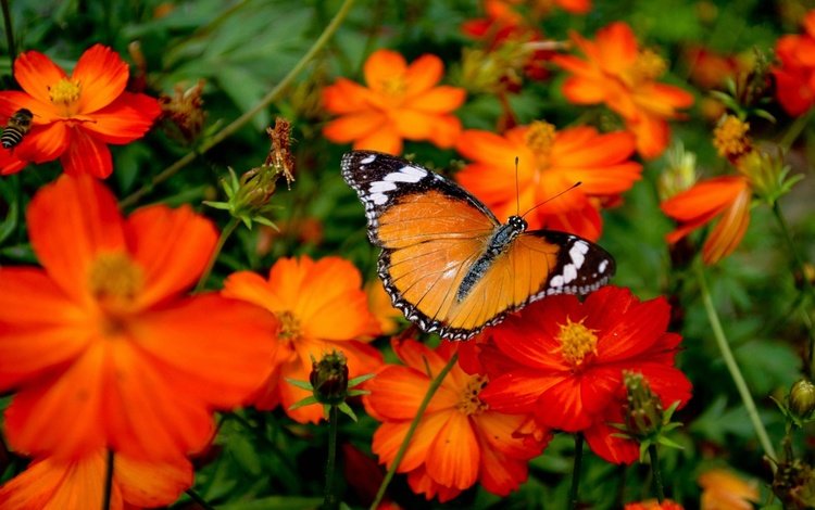 цветы, насекомое, бабочка, крылья, cvety, babochka, oranzhevaya, flowers, insect, butterfly, wings
