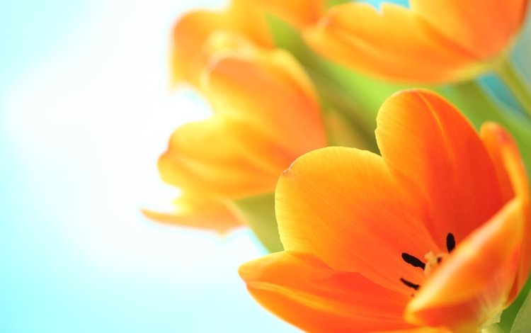 цветы, макро, тюльпаны, оранжевые, cvety, vesna, tyulpany, flowers, macro, tulips, orange