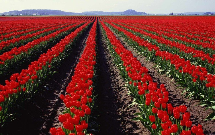 поле, тюльпаны, голландия, field, tulips, holland