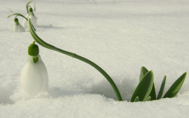 снег, весна, подснежник, оттепель, первые цветы, snow, spring, snowdrop, thaw, the first flowers