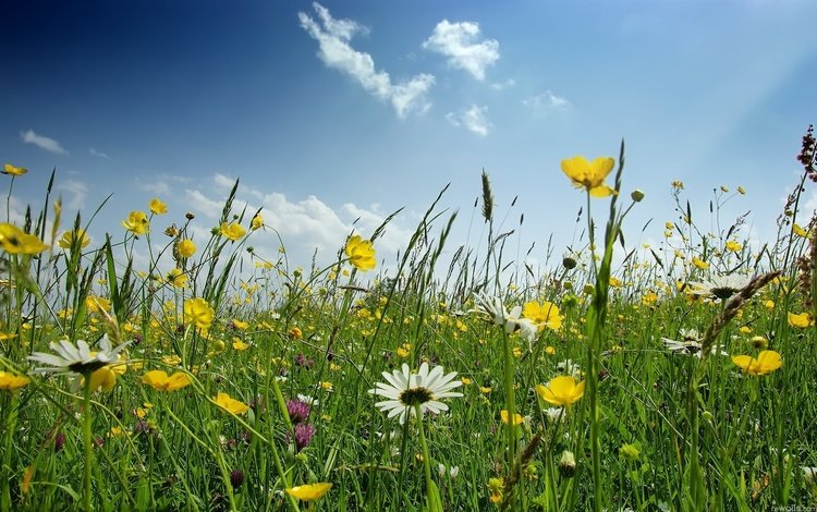 цветы, поле, ромашка, полевые, flowers, field, daisy
