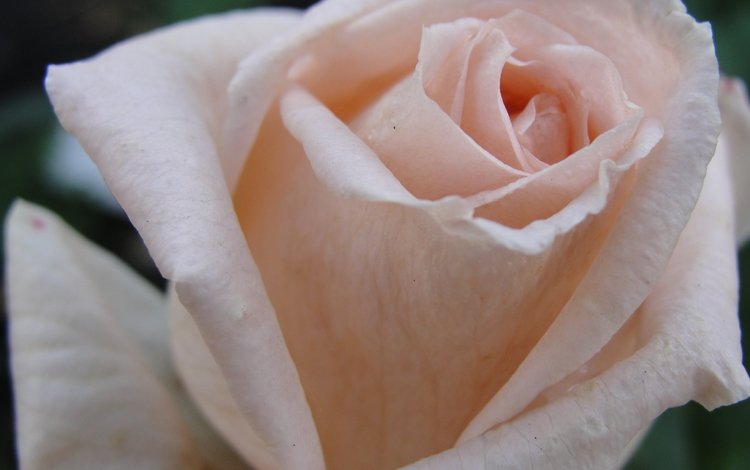 макро, роза, лепестки, белая, macro, rose, petals, white
