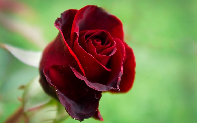 макро, роза, лепестки, красная, бутон, macro, rose, petals, red, bud