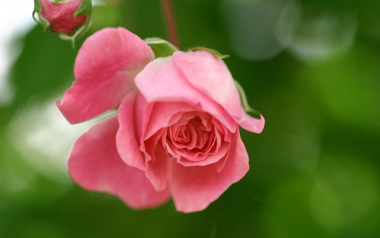 бутоны, леспестки, цветок, розы, лепестки, розовые, cvetok, buton, roza, zelen, priroda, rozovaya, buds, lepestki, flower, roses, petals, pink