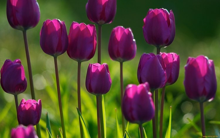 цветы, бутоны, лепестки, тюльпаны, фиолетовые, tyulpany, fioletovye, klumba, flowers, buds, petals, tulips, purple