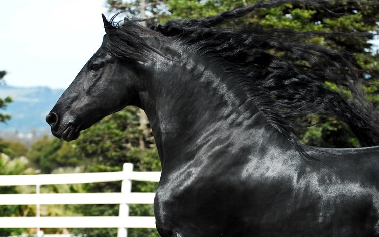 лошадь, черный, конь, грива, жеребец, красавец, фриз, вороной, фризская лошадь, friesian horse, horse, black, mane, stallion, handsome, frieze, crow