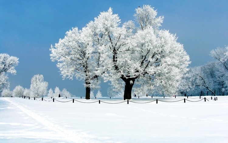 небо, деревья, снег, природа, зима, иней, the sky, trees, snow, nature, winter, frost