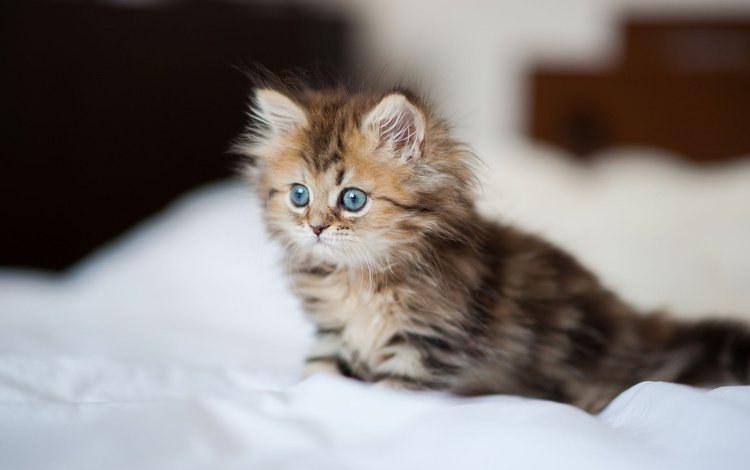 кошка, котенок, постель, пушистая, дейзи, бен тород, простынь., cat, kitty, bed, fluffy, daisy, ben torod, sheets.