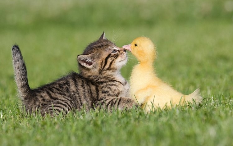 трава, животные, котенок, дружба, утенок, grass, animals, kitty, friendship, duck