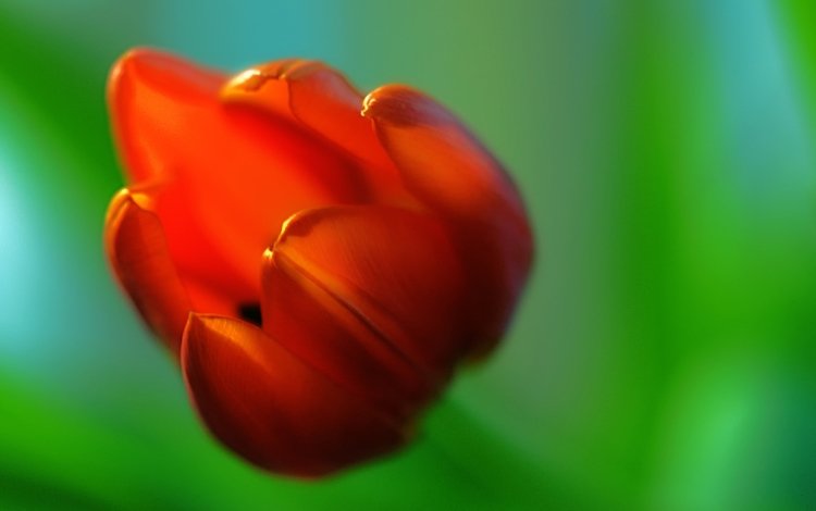 макро, фон, цветок, красный, размытость, тюльпан, macro, background, flower, red, blur, tulip