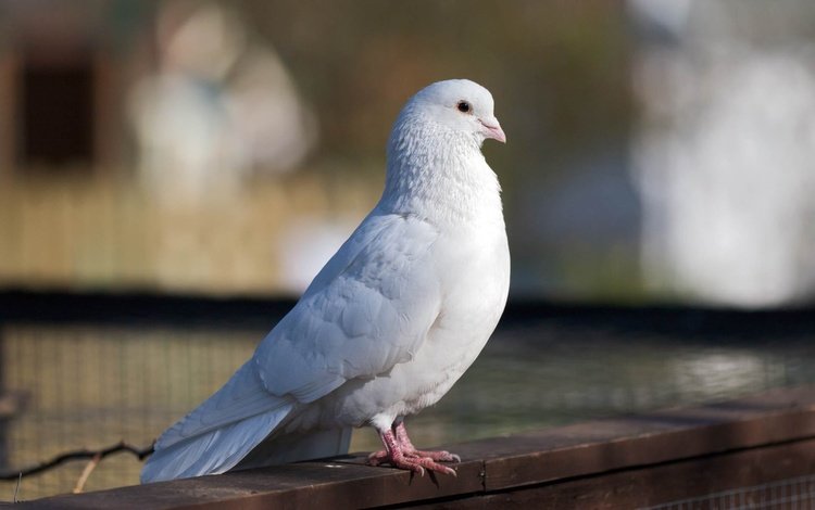 белый, птица, красивый, голубь, white, bird, beautiful, dove