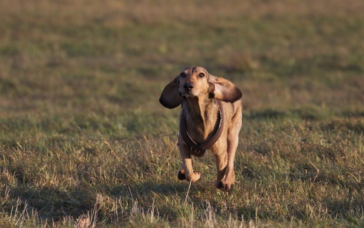 трава, настроение, поле, собака, уши, такса, бег, grass, mood, field, dog, ears, dachshund, running