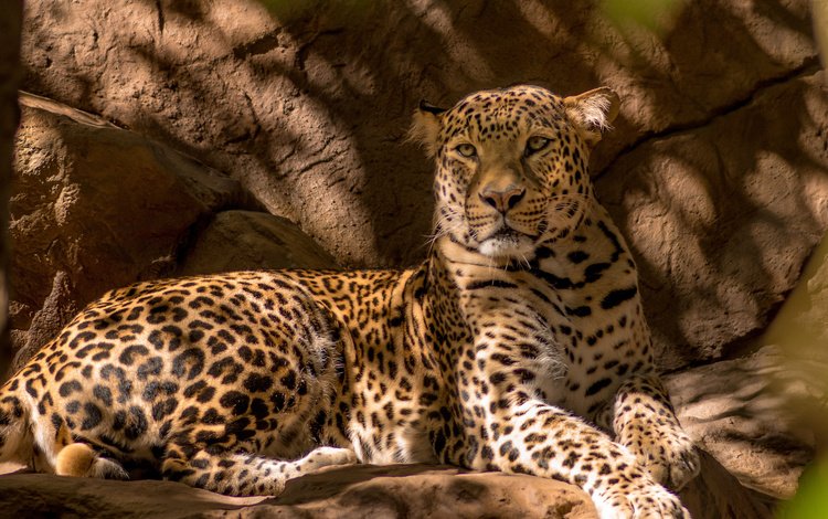 лежит, леопард, хищник, большая кошка, lies, leopard, predator, big cat