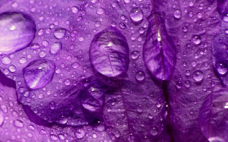 макро, цветок, капли, фиолетовый, лепесток, macro, flower, drops, purple, petal