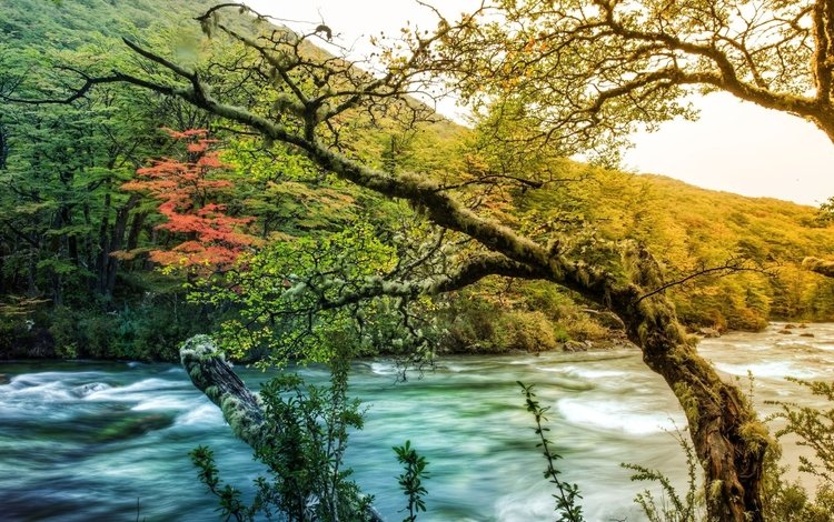 деревья, река, горы, природа, осень, течение, trees, river, mountains, nature, autumn, for