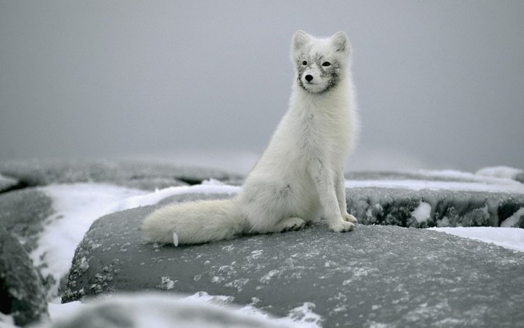снег, камни, лиса, сидит, белая, песец, полярная, snow, stones, fox, sitting, white, polar