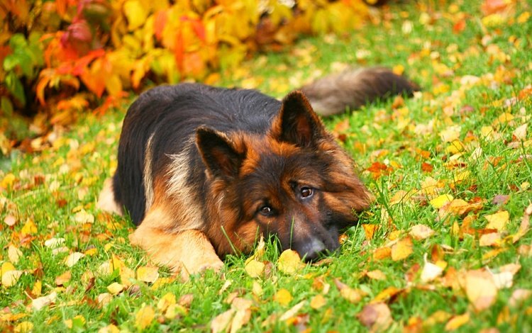 трава, листья, осень, собака, лежит, немецкая овчарка, длинношерстная, grass, leaves, autumn, dog, lies, german shepherd, longhair