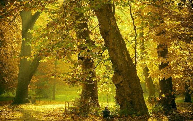 деревья, природа, листья, парк, стволы, осень, скамейки, осенние листья, trees, nature, leaves, park, trunks, autumn, benches, autumn leaves