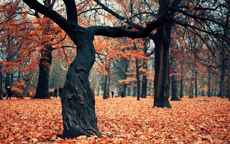 деревья, листья, парк, люди, листва, осень, листопад, trees, leaves, park, people, foliage, autumn, falling leaves