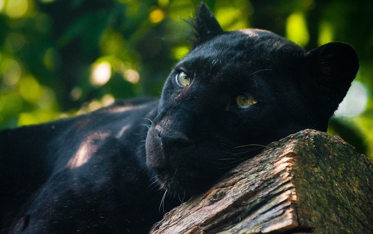 морда, взгляд, лежит, хищник, большая кошка, пантера, черная, face, look, lies, predator, big cat, panther, black