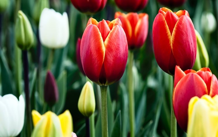 цветы, бутоны, весна, тюльпаны, разные, flowers, buds, spring, tulips, different
