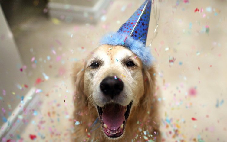 собака, друг, праздник, день рождения, колпак, золотистый ретривер, dog, each, holiday, birthday, cap, golden retriever