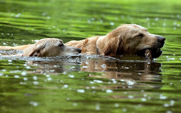река, собаки, плавают, золотистые ретриверы, river, dogs, swim, golden retrievers
