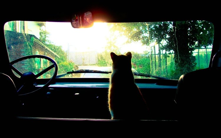 солнце, кошка, в машине, the sun, cat, in the car
