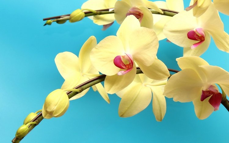 цветы, макро, желтые, экзотика, орхидеи, ветка. орхидеи, flowers, macro, yellow, exotic, orchids, branch. orchids