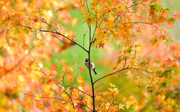 дерево, листья, ветки, осень, птица, воробей, клен, tree, leaves, branches, autumn, bird, sparrow, maple
