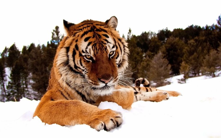 тигр, морда, снег, лес, зима, лапы, взгляд, хищник, tiger, face, snow, forest, winter, paws, look, predator