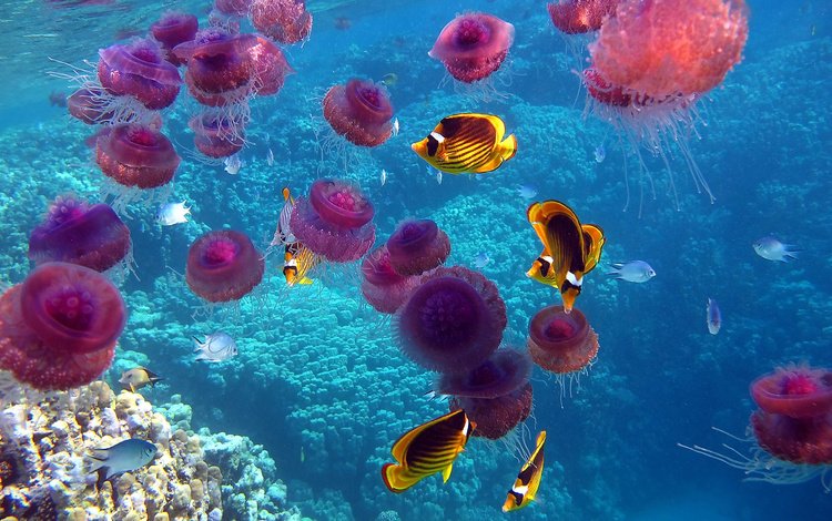 рыбы, океан, медузы, кораллы, подводный мир, fish, the ocean, jellyfish, corals, underwater world