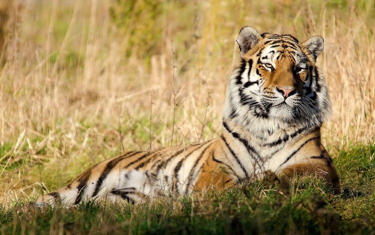 тигр, морда, трава, отдых, покой, tiger, face, grass, stay, peace