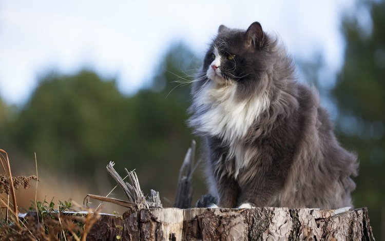 природа, кот, кошка, пушистый, серый, сидит, пенек, nature, cat, fluffy, grey, sitting, stump