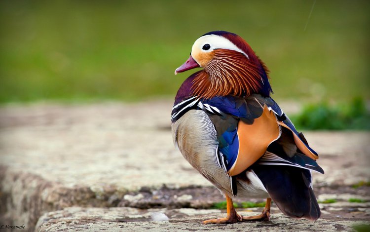 природа, птица, клюв, утка, оперение, мандаринка, nature, bird, beak, duck, tail, tangerine