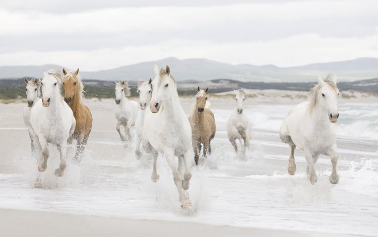 берег, море, песок, побережье, лошади, кони, табун, shore, sea, sand, coast, horse, horses, the herd