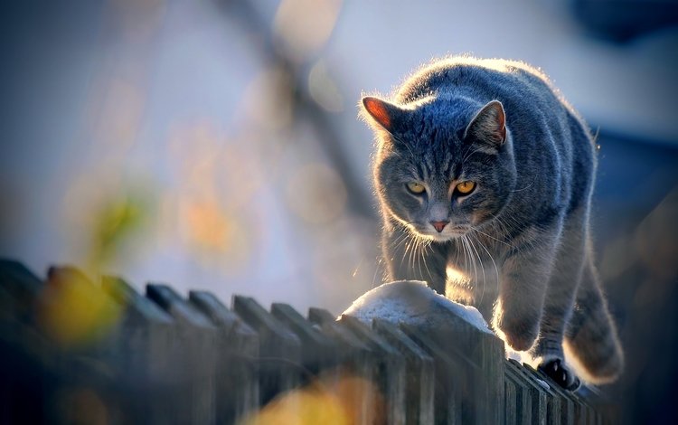 снег, кот, кошка, забор, серый, прогулка, snow, cat, the fence, grey, walk
