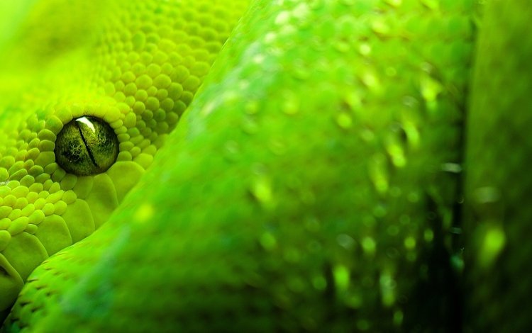 макро, грин, змея, глаз, зеленая, чешуя, глазок, змейка, пресмыкающиеся, пресмыкающееся, reptile, macro, snake, eyes, green, scales, eye, reptiles