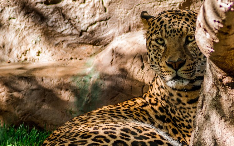 скалы, леопард, хищник, большая кошка, rocks, leopard, predator, big cat