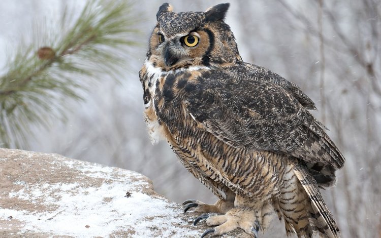 сова, снег, хищник, птица, ушастая сова, owl, snow, predator, bird, long-eared owl