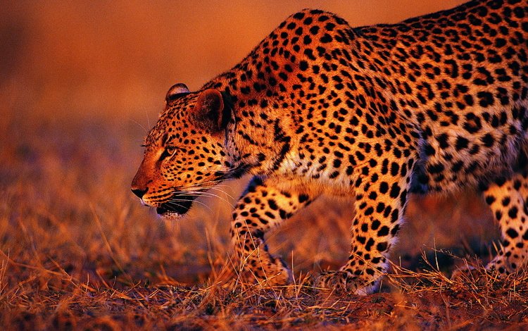трава, леопард, хищник, охота, дикая кошка, grass, leopard, predator, hunting, wild cat