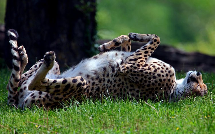 трава, лежит, спит, хищник, гепард, дикая кошка, солнечно, grass, lies, sleeping, predator, cheetah, wild cat, sunny