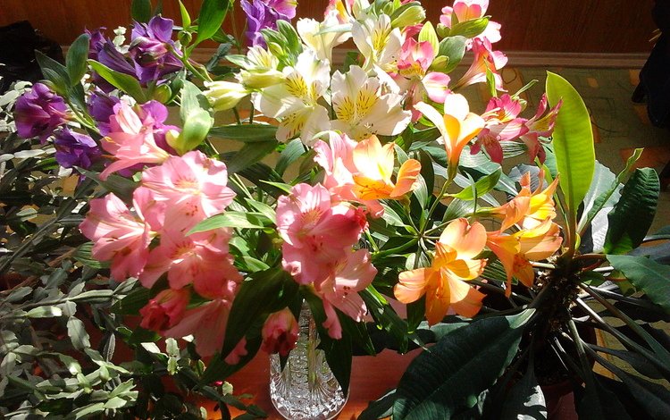 цветы, букет, рододендрон, flowers, bouquet, rhododendron