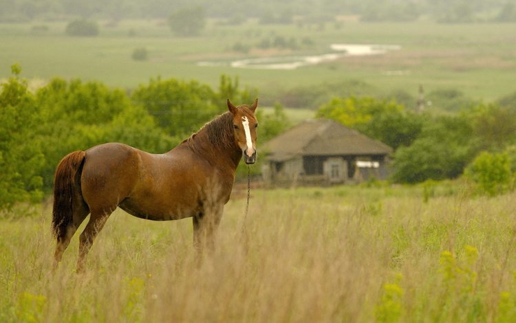 лошадь, трава, деревья, лето, луг, дом, конь, пасётся, horse, grass, trees, summer, meadow, house, grazing