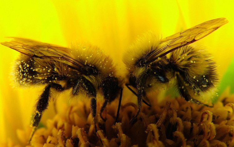 макро, цветок, насекомые, пчелы, пыльца, нектар, macro, flower, insects, bees, pollen, nectar