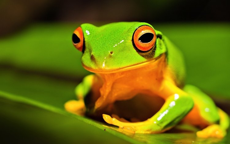 глаза, природа, лист, лягушка, земноводное, австралийская древесная лягушка, eyes, nature, sheet, frog, amphibian, australian tree frog
