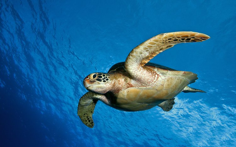 море, черепаха, панцирь, океан, плавники, подводный мир, морская черепаха, sea, turtle, shell, the ocean, fins, underwater world, sea turtle