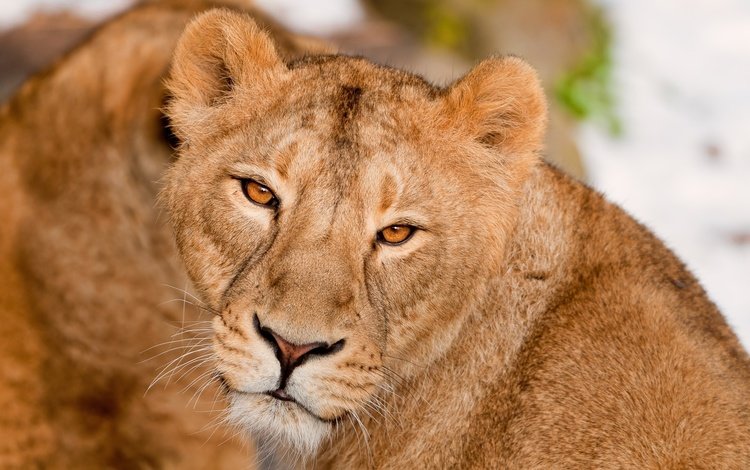 морда, взгляд, хищник, большая кошка, лев, львица, face, look, predator, big cat, leo, lioness