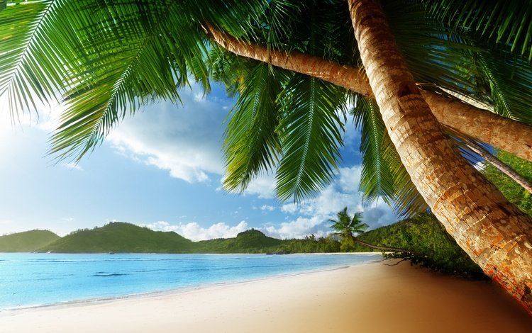 песок, пляж, пальмы, тропики, sand, beach, palm trees, tropics