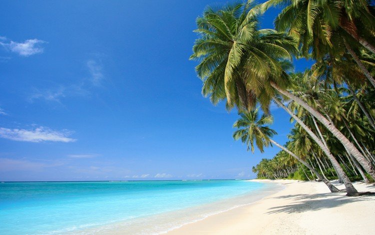 песок, пляж, пальмы, отдых, тропики, sand, beach, palm trees, stay, tropics